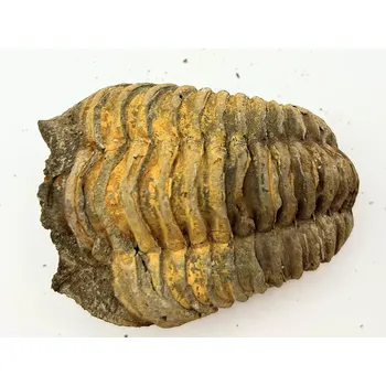 Magieprirody.cz Fosilie Trilobit Calymene Flexicalymene 65 mm #229