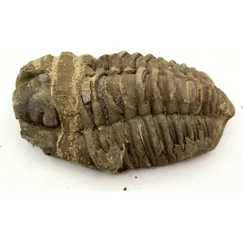 Magieprirody.cz Fosilie Trilobit Calymene Flexicalymene 80 mm #363