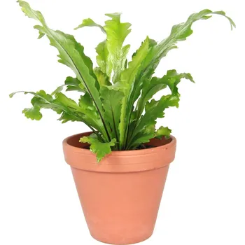 Gardners Asplenium nidus Campio, průměr 12 cm Sleziník hnízdnatý, ptačí hnízdo