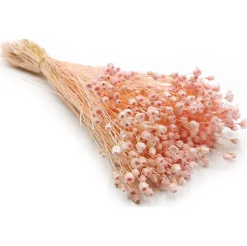 mech-mech.cz Sušená Jazilda - růžová