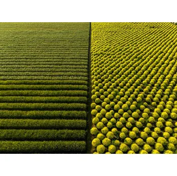 Plakát Plakát, Obraz - High Angle View Of Shrub, owngarden