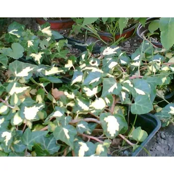 Břečťan Gold Heart (Hedera Gold Heart)