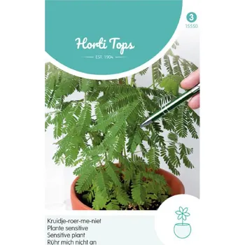 Semeno Semena - CITLIVKA STYDLIVÁ (MIMÓZA)