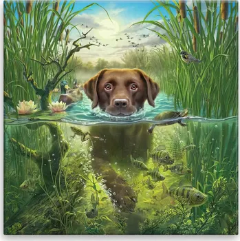 Obraz Obraz na plátně - Pes v řece - 40x40 cm - CZ výroba