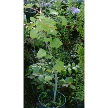 Gingo - jinan dvojlaločný (Ginkgo biloba)