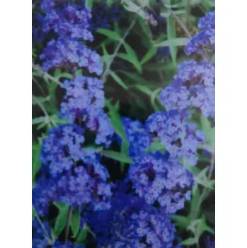 Komule Nanho Blue (Budleja (buddleja, buddleia)Davidii Nanho Blue)