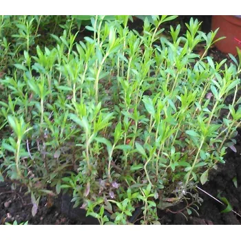 Saturejka (Satureja)