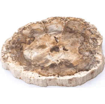 Přírodní kámen Milujeme Kameny Zkamenělé dřevo - zkamenělina ZD19 407590