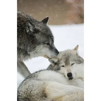 Plakát Plakát, Obraz - Blow in my ear, JudiLen