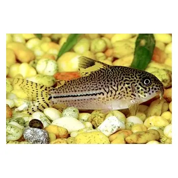 Akvaristika Pancéřníček leopardí, 3 cm