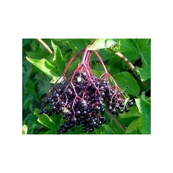 Sazenice Sambucus nigra ´Sambo´ - bez černý plodová odrůda