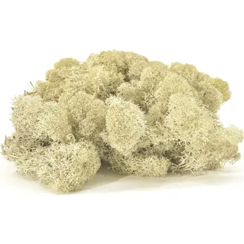 umělá květina Stabilizovaný LIŠEJNÍK (sobí mech) Canopy | KRÉMOVÝ | 100 g