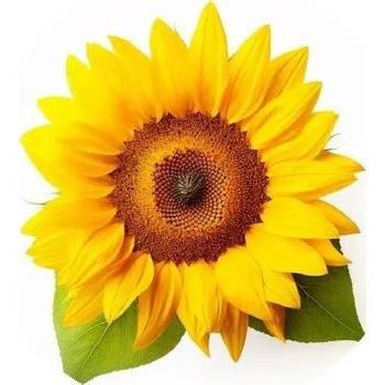 Jedlá dekorace na dort Jedlý papír slunečnice 19,5cm - PICTURE