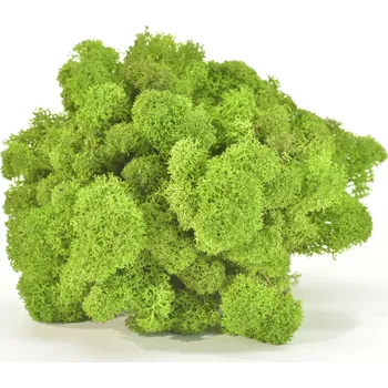 umělá květina Stabilizovaný LIŠEJNÍK (sobí mech) Canopy | SVĚTLE ZELENÝ | 0,7m2