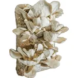 Planto směs pro pěstování Hlívy…