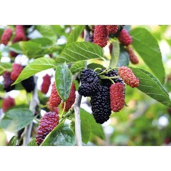 Květináč Morušovník zakrslý BIO FloraSelf Bio Morus 'Mulle' 30-50 cm květináč 3 l