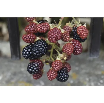 Ostružina beztrnná BIO FloraSelf Bio Rubus fruticosus ‚Thornfree‘ květináč 2 l