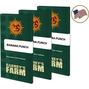 Semeno Banana Punch – feminizovaná semena | Barneys Farm Feminized (Ks): 1