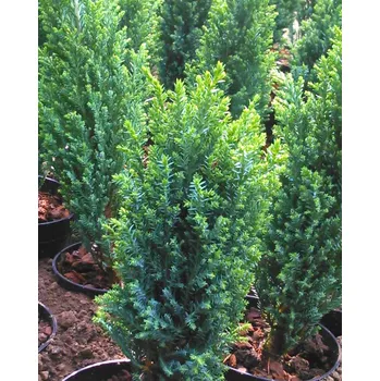 živý plot - cypřiš ELWOODII (Chamaecyparis Lawsonana Elwoodii)