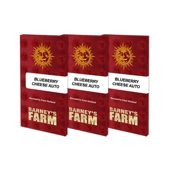Semeno Blueberry Cheese AUTO – samonakvétací semena | Barneys Farm Feminized (Ks): 1