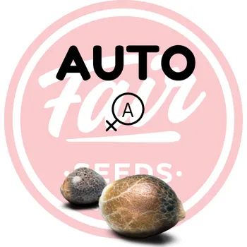 Semeno OG Kush AUTO – samonakvétací semena | Fair SEEDS Feminized (Ks): 3