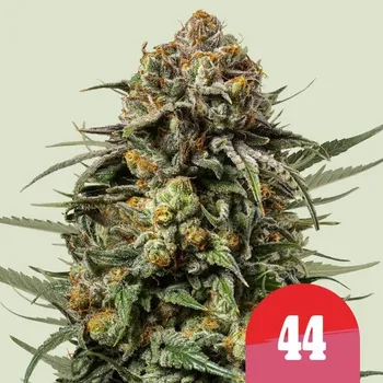 Semeno Royal Queen Seeds Gelato 44 Balení: 1ks