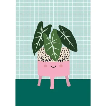 Pohled Alocasia, 1 ks