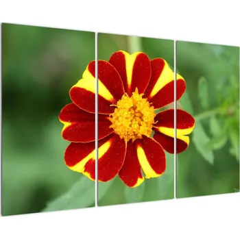 Obraz Obraz květiny na zeď 90x60cm