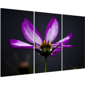 Obraz Obraz - květiny 90x60cm