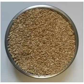 Krmivo pro ptáka ZS Dynín Oves nahý bezpluchý krmný zrno 10 kg