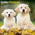 Kalendář Avonside Publishing Golden Retriever Puppies 2024 