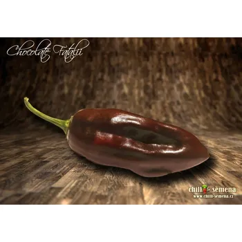 Semeno chilli-semena Chocolate Fatalii