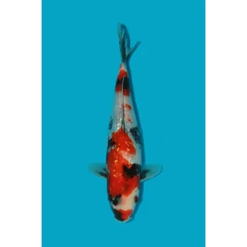 Krmivo pro rybičky HQ Tateshita Gin Rin Showa ... AKC 2022IM22040