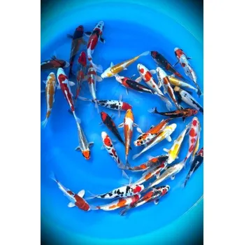 Krmivo pro rybičky Doitsu Hariwake _ JK 23SPS18701