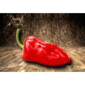 Semeno chilli-semena Pimiento de Padron