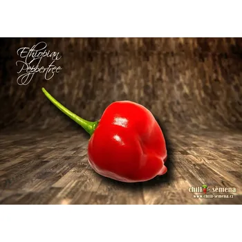 Semeno chilli-semena Ethiopian Peppertree
