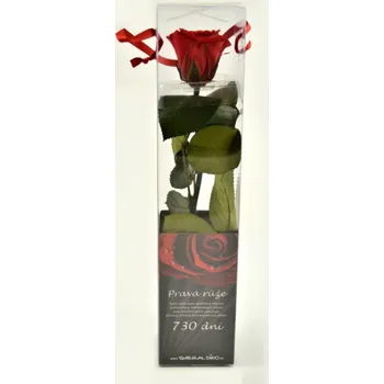 umělá květina Stabilizovaná růže mini Barva: Red