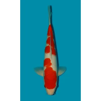 Krmivo pro rybičky Kohaku ... JK 20130222