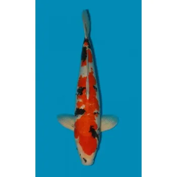 Krmivo pro rybičky HQ Showa Sanshoku ... JK 20150356