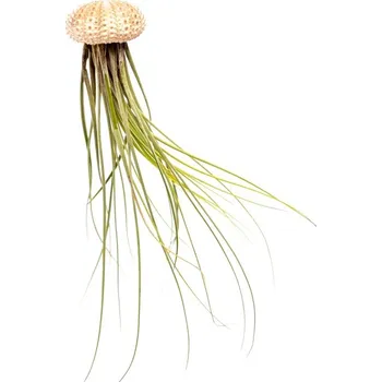 Gardners Medusa Rose s Tillandsií Juncea Tillandsie, kykatka