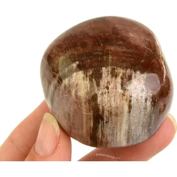 Přírodní kámen Kámen zkamenělé dřevo (142g)