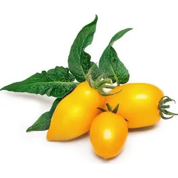 Sazenice LINGOT SE SEMENY ŽLUTÝCH MINI RAJČAT