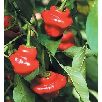 Semeno Paprika chilli Jamaican Rosso (pálivá, okrasná, světlezelená-červená)
