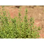 Majoránka zahradní