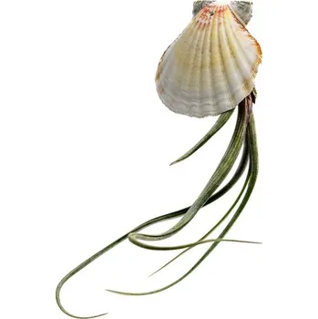 Gardners Mušle s Tillandsií Bailey Tillandsie, kykatka