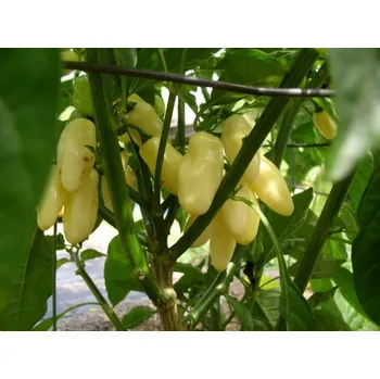 Rybářský háček Habanero White 10ks (balení 10)