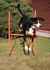 Merco Dog Trainer agility překážky pro psy sada