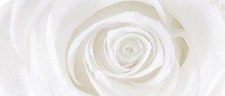 Stabilizovaná růže bílá, 12 ks