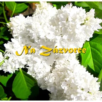 Sazenice Šeřík ´Miss Ellen Willmott´ KEŘOVÝ (Syringa vulgaris ´Miss Ellen Willmott´)