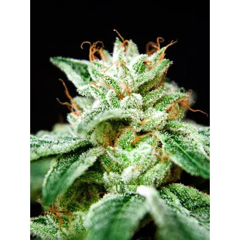 Semeno Ministry of Cannabis Star CBD Balení: 2ks